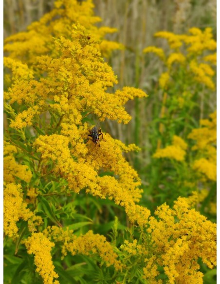 Reial - Kuldvitsa tinktuur 50ml