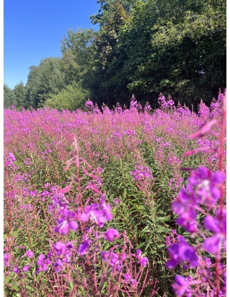 Reial - Põdrakanepi tinktuur 50ml