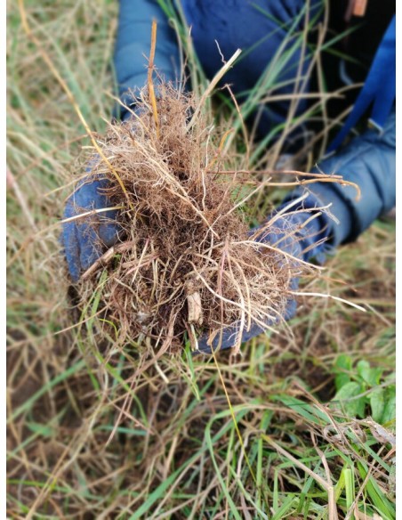 Reial - Palderjani tinktuur 50ml