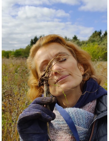 Reial - Palderjani tinktuur 50ml