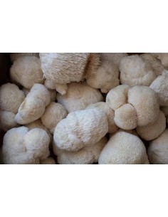 Reial - Lion's mane ehk lõvilakk-korallnarmik tinktuur, 50ml 2