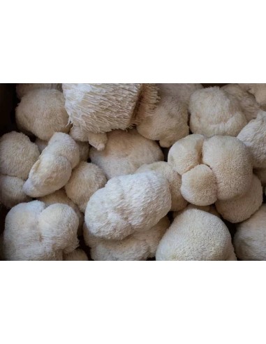 Reial - Lion's mane ehk lõvilakk-korallnarmik tinktuur, 50ml