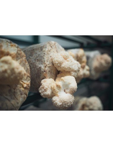 Reial - Lion's mane ehk lõvilakk-korallnarmik tinktuur, 50ml