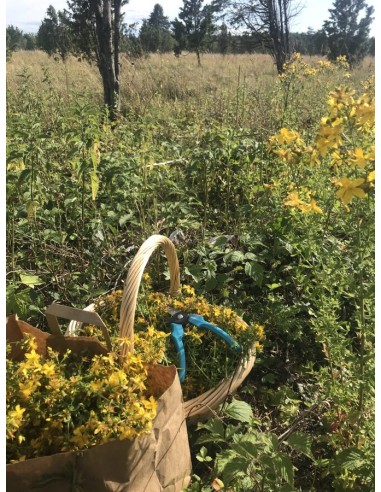 Reial - Naistepunaõli 50ml