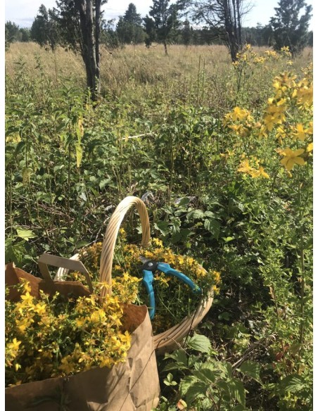 Reial - Naistepunaõli 50ml