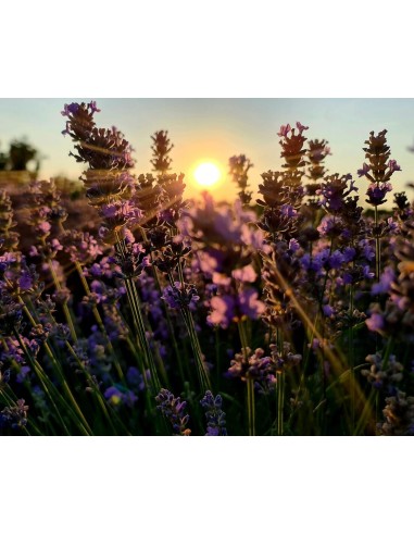 Reial - Lavendli eeterlik õli 10ml