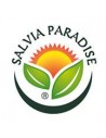 Salvia Paradise