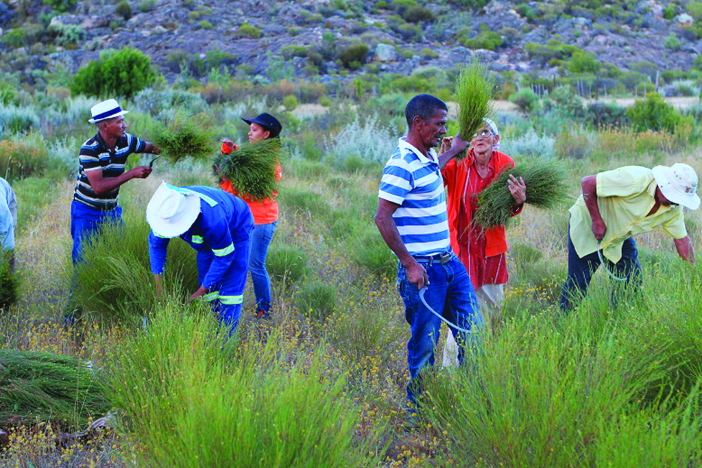 Wupperthal - Early morning rooibos harvest