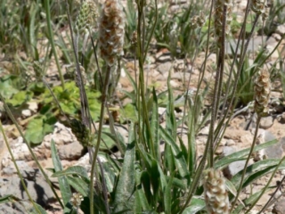 Psülliumi taim Psülliumi taim