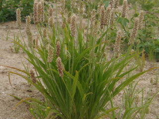 Psülliumi taim Psülliumi taim